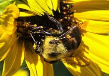 Pollinators, buzzing and beauty