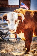 Hutton Ranch brought one of their bulls to display at the 25th annual Bull Bash, in downtown Valentine. Isn’t he a handsome guy?! Photo by Tina Boone