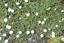 Persistence is the key to success when battling bindweed.