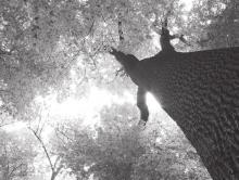 Many of the benefits trees provide go unnoticed and underappreciated. That is a big part of the reason our community forests have been in decline for decades.