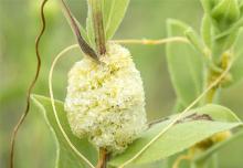 The flowers of dodder look like tiny garlands wrapped around the stems of their victims.