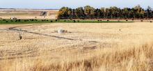 Perfectly designed for cattle and crops, Nebraska’s number one industry is agriculture. Nebraska places fifth in feeding the nation. Photo by Laura Vroman