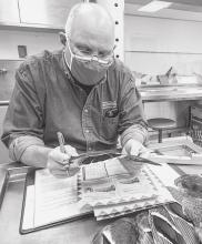 Randy Stutheit, a wildlife biologist with the Nebraska Game and Parks Commission, checks duck wings in the agency’s Lincoln lab during a mini-Wingbee earlier this year. Photo by: Nebraskaland Magazine/NGPC