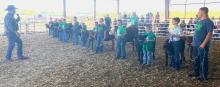 A record number of bucket calves were in the ring for Danny O’Kief to judge. Pictured are the 4-H Clover Kids and Open Class.