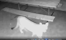 A doorbell cam image shared by Nebraska Game and Parks shows the mountain lion strolling through a yard above the Valentine Mill Pond.