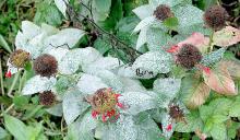 Powdery mildew on a bee balm plant.
