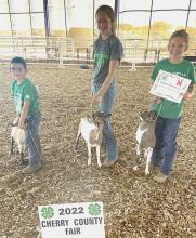 Katelyn Blackford (right) had the Champion Dairy Goat Kid and Champion Jr. Dairy Goat Herd. Her brother, William (left), showed as a Clover Kid. Katelyn was also the Champion Jr. Dairy Goat Showman.