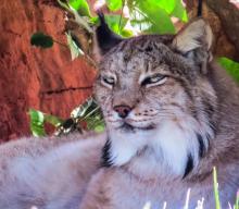 This bobcat wasn’t a native to Nebraska, but still, they - along with pheasants - can be found outside 24\\7 for you to enjoy - along with viewing the stars at night! Get creative this time of year! Photo by Tina Boone