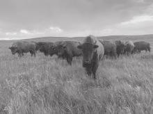 The Best of Show in the I Heart the Sandhills photo contest was Bison at Sunset taken by Vicki Simmons. Photo by Vicki Simmons
