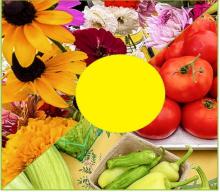 Farmers Market 9:00 a.m. - noon on Saturdays Highway 20 - IGA