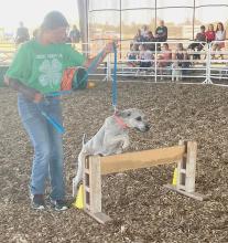 Rylie Sexson competes in the agility competition.