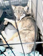 One of two wolves who spent several days stuck on Highway 12, as Winter Storm Diaz raged on. They were in one of four vehicles and a semi that had to wait until the storm passed, and roads were cleared.
