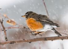 What’s up Robin?