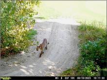 A trail camera caught this image of the sub-adult mountain lion at Frederick Peak Golf Course. The 103 pound male was by the eighth hole, Tuesday, September 19. It was euthanized Thursday, September 21, when it made its presence known at Lakeshore Drive, in Valentine.