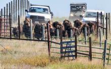 In the autumn, the bison are rounded up, health checked, culled and released on winter pasture.