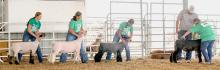 Cherry County Fair Round Robin results