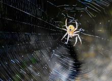 This orbed weaver created this intricate web in the autumn to catch some dinner in preparation of winter. Photo by Laura Vroman