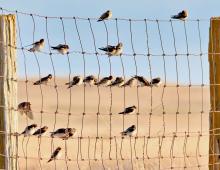 You are invited to help with the bird count for science that will be held December 19, 2023. Photo by Laura Vroman
