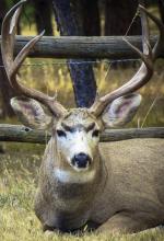 Nestled against a fence, this buck believes he is perfectly camouflaged and is resting. Photo by Tina Boone