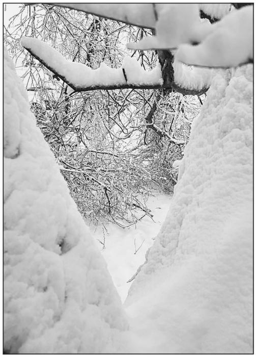 Photo by Laura Vroman