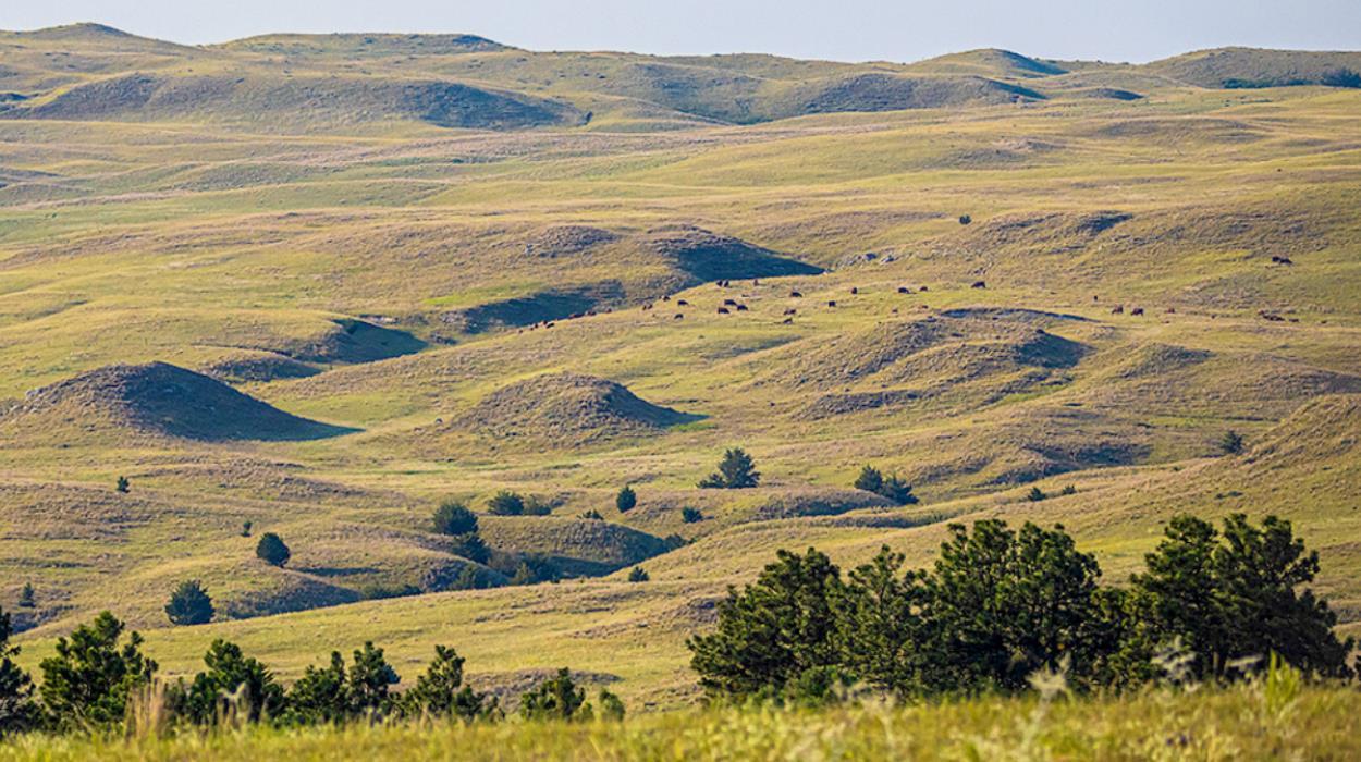 It’s been said that the Sandhills make the best beef in the world. Photo by Laura Vroman