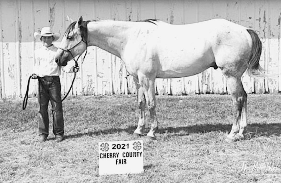 Champion Aged Gelding – Treven Kenner.