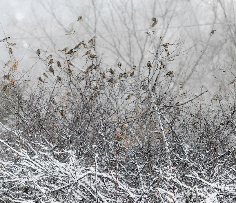 On a grey, murky, morning of December 27, snow fell and the sparrows were thinking perhaps, it was enough, time for kibble! The sun was shining by noon!