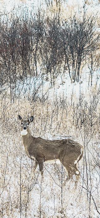 Without a doubt, everyone was jubilant that the snow didn’t mimic that of the previous year at this time - which was a blizzard deluxe!