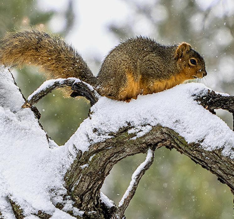 The wildlife was out December 27 foraging for their dinner.