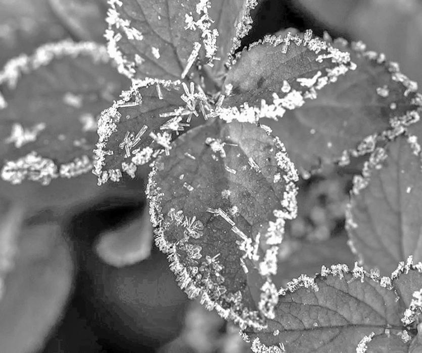 Forecasters from NOAA Weather said there was a chance of snow for overnight into Friday, November 4, in the Valentine area, but small frozen icicles were what was produced. However, snow is forecasted for this Thursday, November 10, with a 60 percent chance. With the wind, warm temperatures, and dryness, there’s no doubt prayers are being sent upward for snow - or any type of moisture to fall abundantly! Photo by Laura Vroman