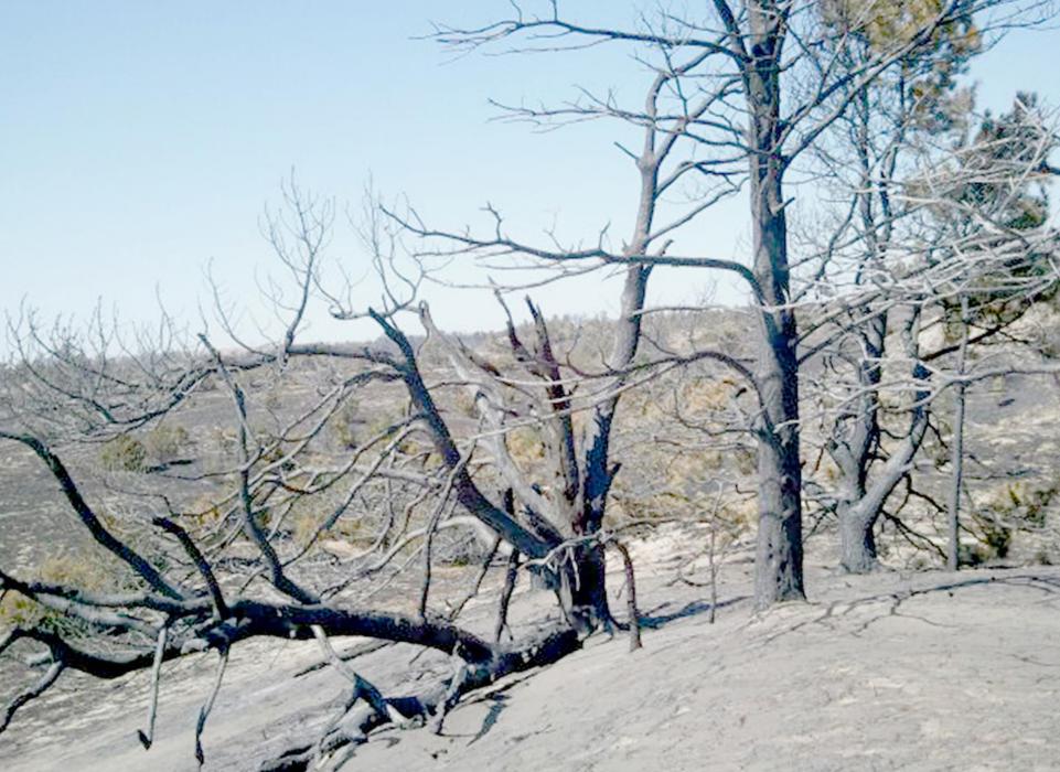 When the smoke had settled, Fire Investigator Ryan Sylvester, and Ainsworth Fire Chief Brad Fiala went to the scene of where the fire started using GPS coordinates from the National Weather Service. They located the trees struck by lighting using coordinates which took them to within 500 feet of where the lightning struck starting the largest fire in recent Nebraska history.