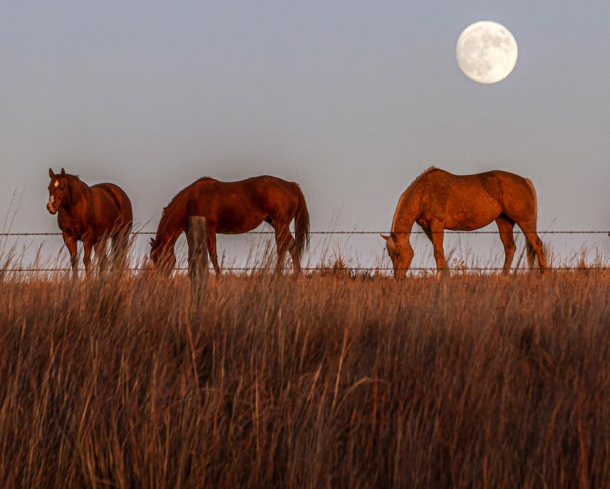 Prepare for Foaling Season