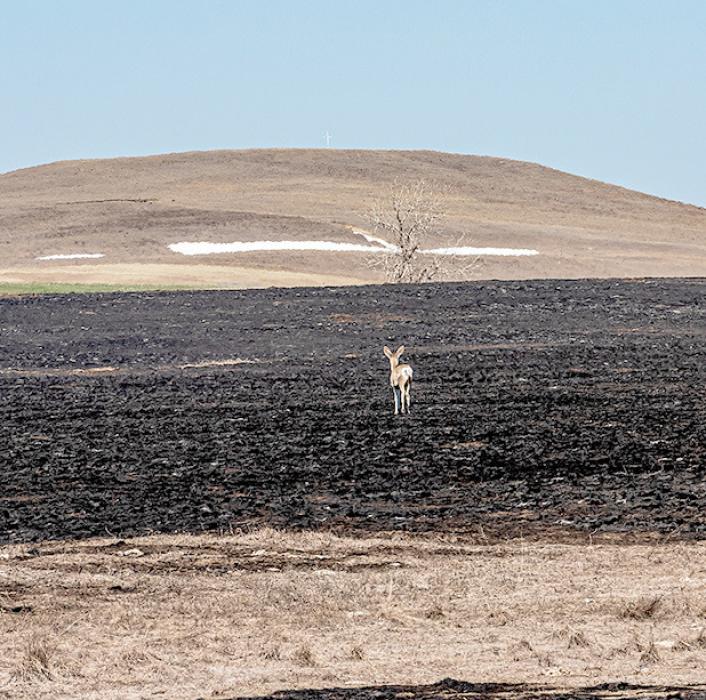 Wednesday, April 12, 2023, was also a record setting heat day with temperatures that reached a high of 89, set at Valentine, breaking the old record of 88 set in 1931. This deer walks over burned meadow and sets its gaze on high. Looking closely, there is a cross on the hill. Photos by Laura Vroman