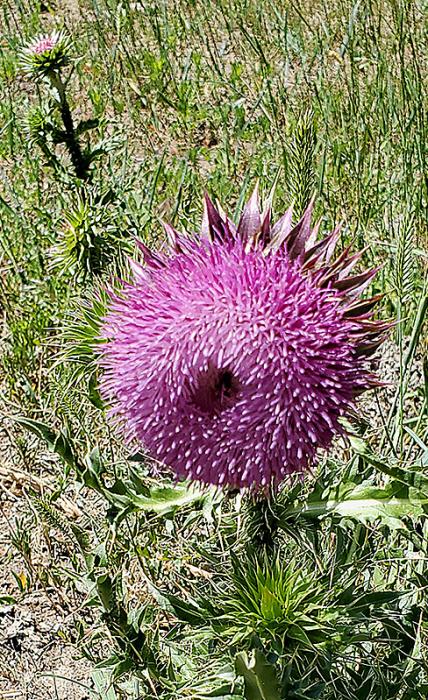 ‘Pretty flowers’ and plants can be out of place in range and pasture