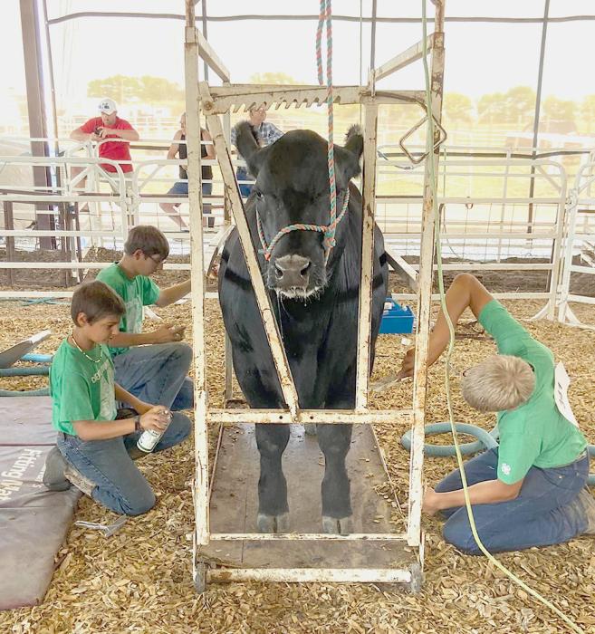 Robert Ross, Kaden Garwood, and Quinton Nelson work together to help this market beef animal look its best!