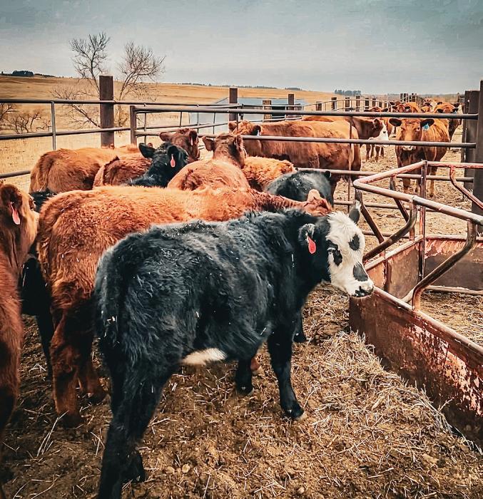 A slight smattering of frost covers the hides of the Boone babies being weened from their moms who are on the other side of the fence. Sturdy fences make a world of difference during this stressful time for moms and babies.