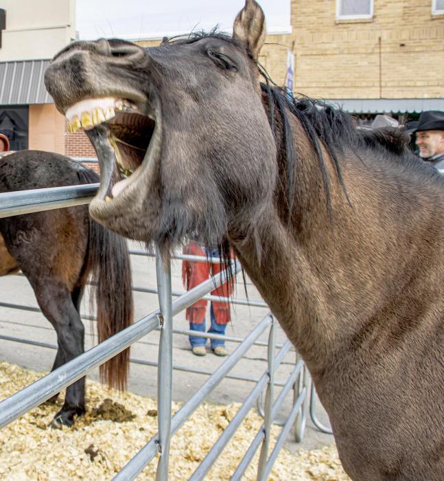 Jessie’s Velvet Sug was incredulous at the 21st annual Bull Bash when he saw all the other interesting critters that were around. Jessie has elite bloodlines of the Old Foundation Quarter Horses. Mark Stephens said these bloodlines go way back and allow versatility, brain, and bone, making them very versatile. Photo by Laura Vroman