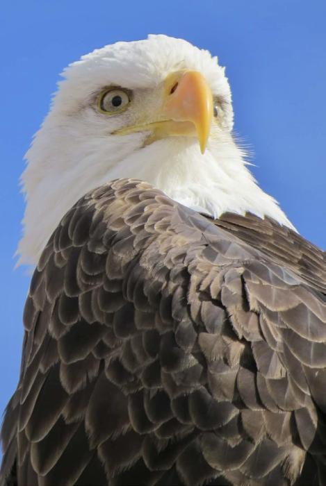 Memorial Day programs in Cody, Wood Lake, and Valentine