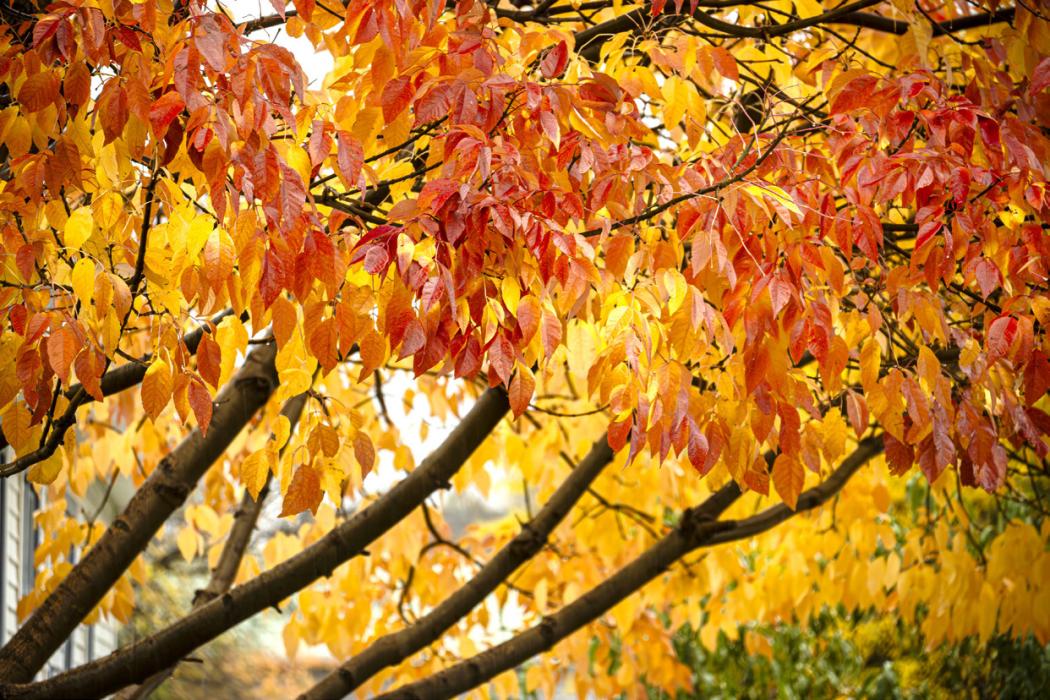 The science behind fall color
