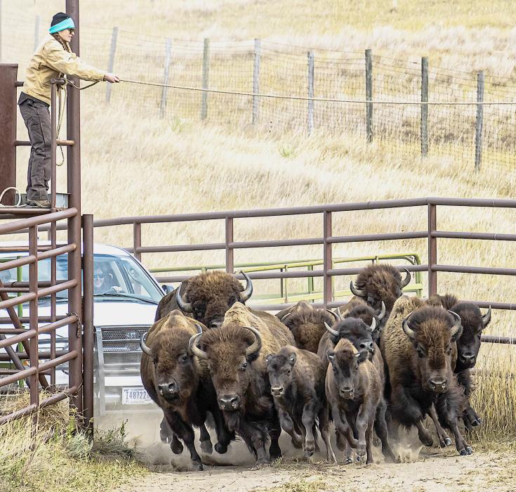 Bison were herded into the corrals at Fort Niobrara National Wildlife Refuge, Wednesday, October 12, 2022 on day two of the annual round-up. Photos by Laura Vroman