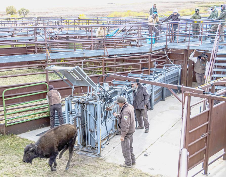 After being checked over, a young bison leaves the chute and will head out to winter pasture.