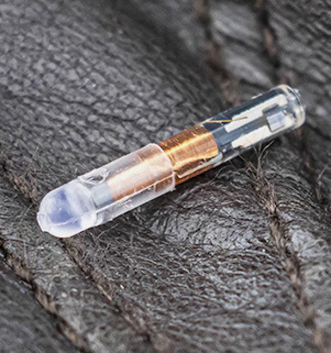 Held in the palm of a small, leather gloved hand, is this tiny microchip that is injected into each of the young bison. The older bison’s microchips are tested during the round-up.