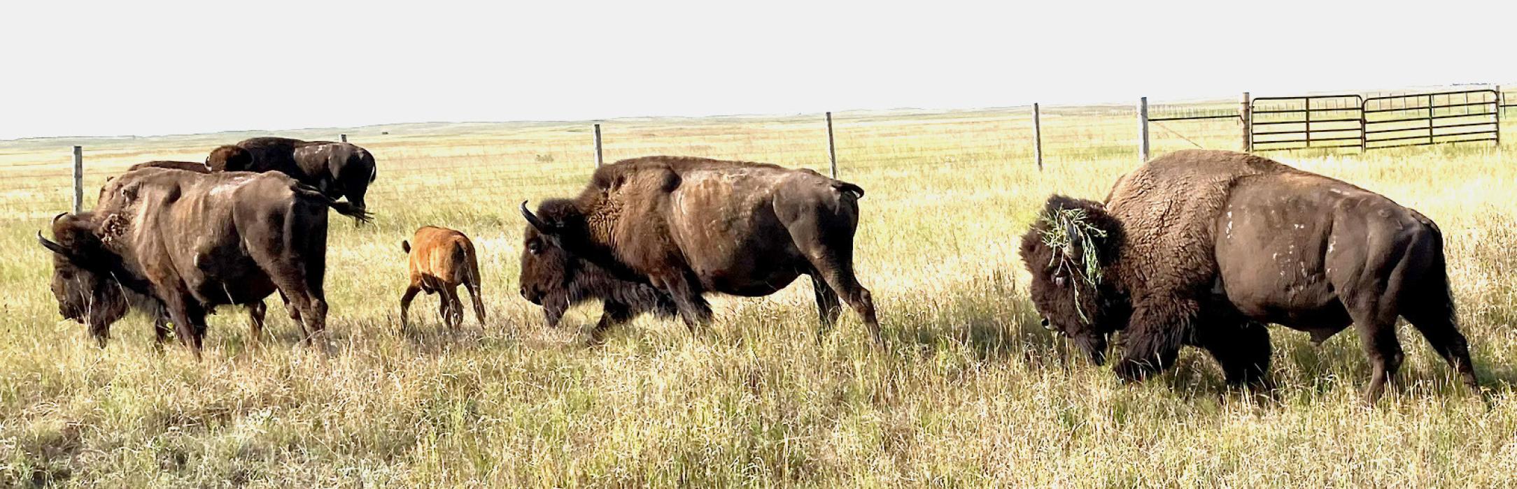 The bison will be located along the county road east of the Visitors Center so you can have a look at how the calves have grown!