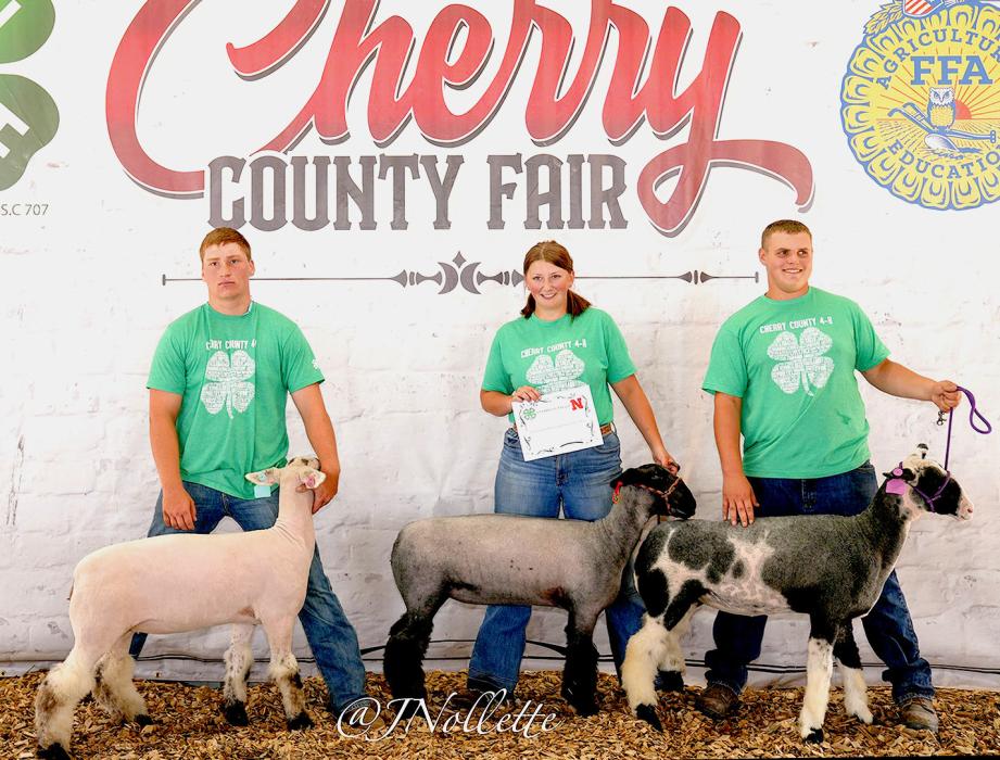 Makynna Tucker exhibited the Breeding Champion Pen of 3 for sheep. Her Champion Breeding Ewe was included in this group (far left).