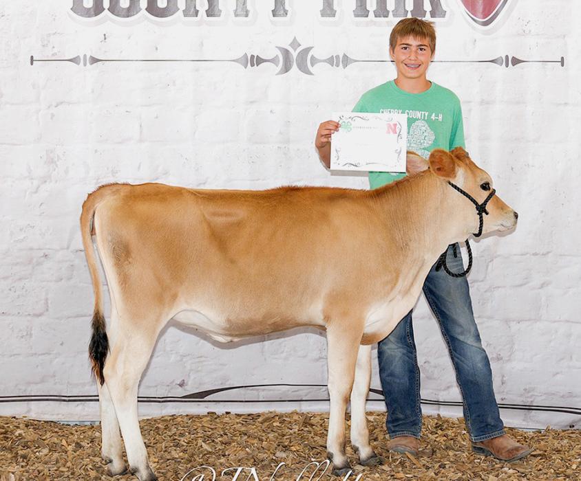 The Champion Dairy Animal was shown by Will Cox and he was also Champion Intermediate Showman.