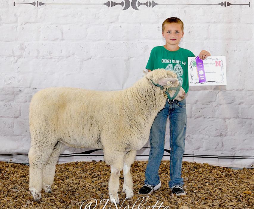 Champion Wool Ewe was shown by Case Larson.