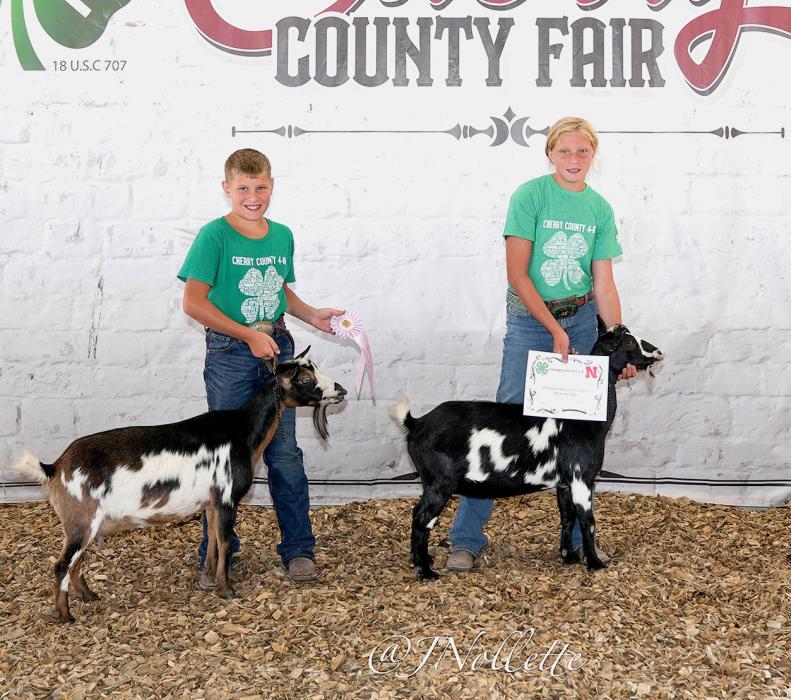 Tyler Bachelor showed the Champion Dairy Goat Doe and his sister, Sadie, had the Reserve Champion. Sadie was Champion in Junior Dairy Goat Showmanship and Tyler was Reserve.