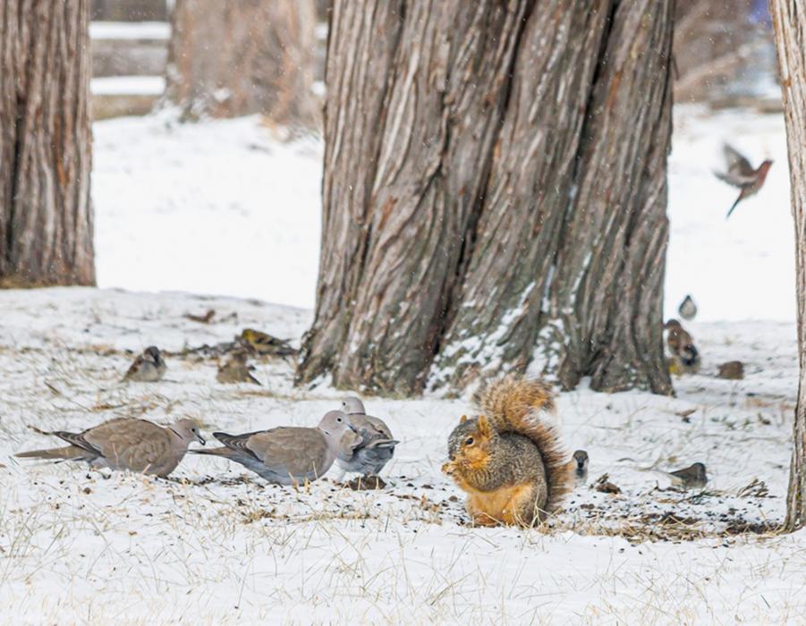 Winter weather has been flighty!