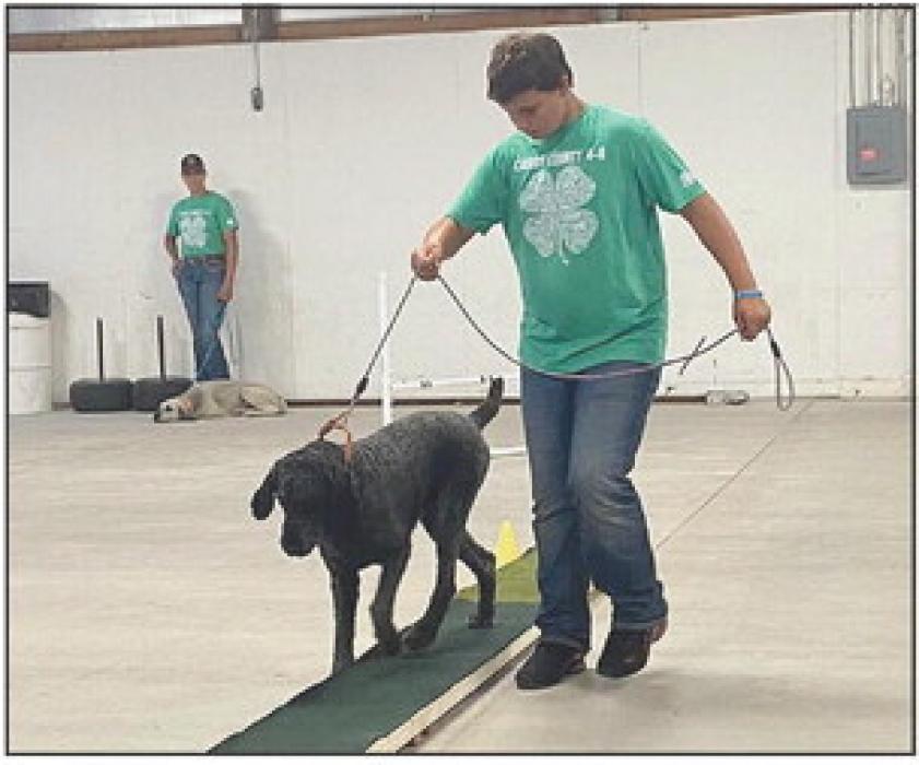 Addie Sexson competes in Agility.