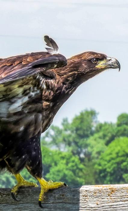 A love for Eagles takes flight: A Cherry County story of conservation, compassion and hope